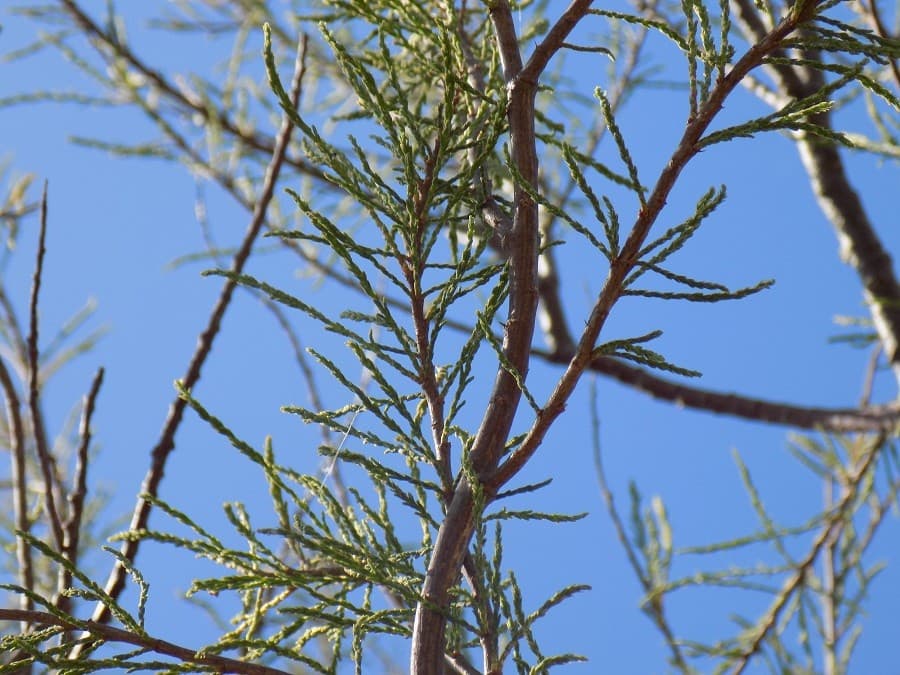 petit marais de Candillargues zones humides hérault