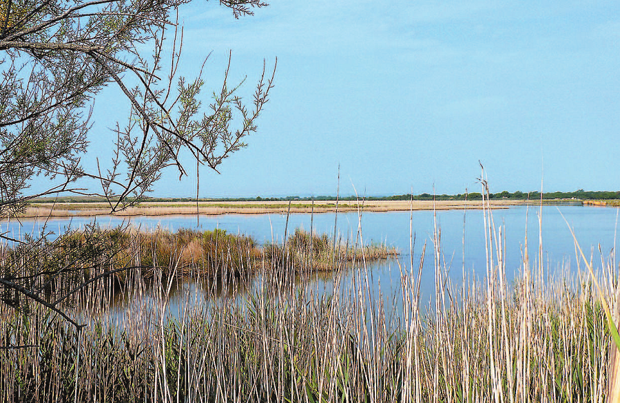 5 randonnées à moins de 30km de Montpellier sentier du petit marais de candillargues