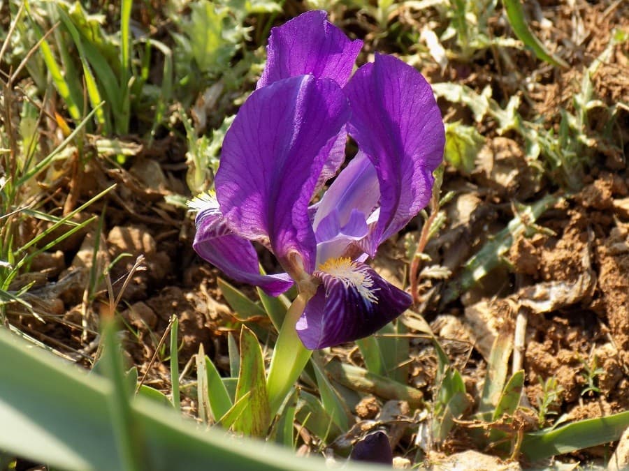 mont saint bauzille randonnée près de montpellier