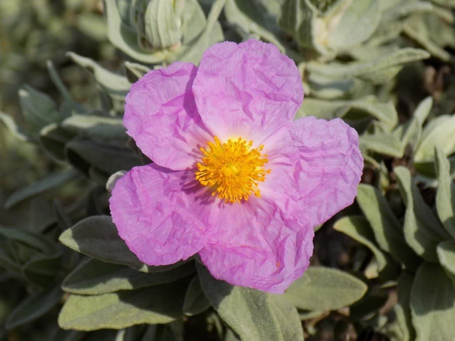 mont saint bauzille fleurs de garrigue