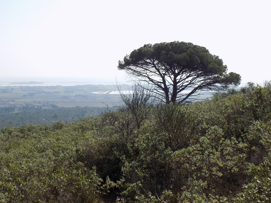 mont saint bauzille mont saint bauzille