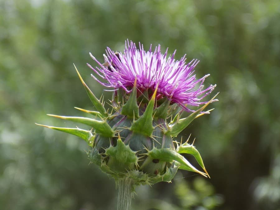 balade rives du vidourle