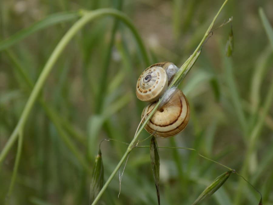 balade rives du vidourle faune et flore des rivières