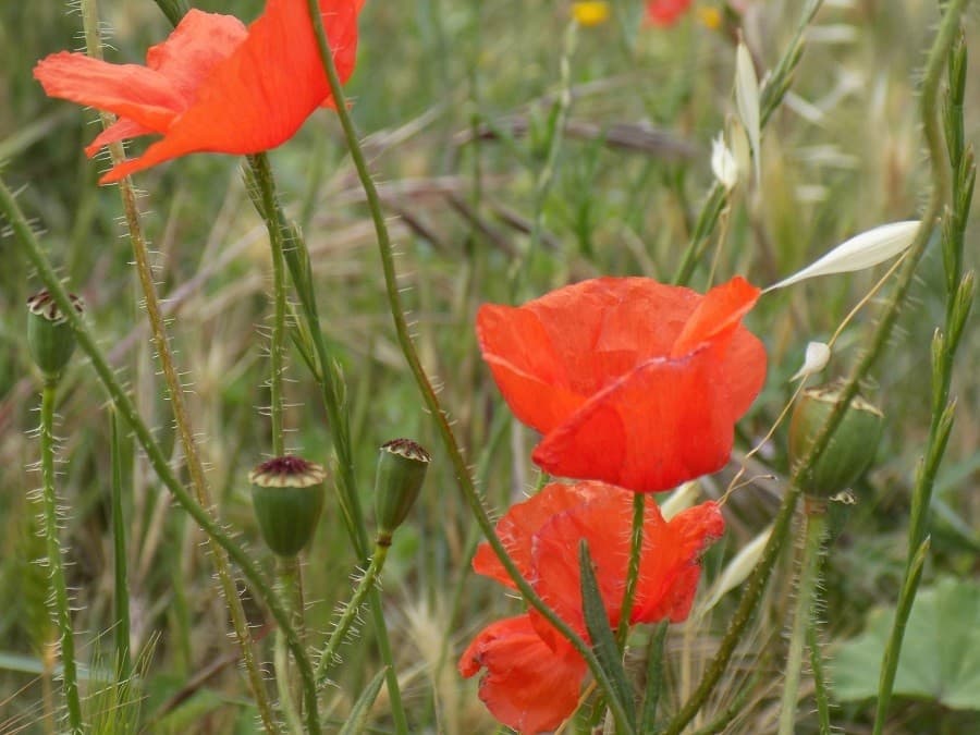 balade rives du vidourle
