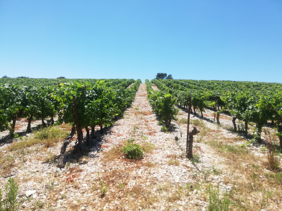Wine Tour Wine Tour autour de Montpellier
