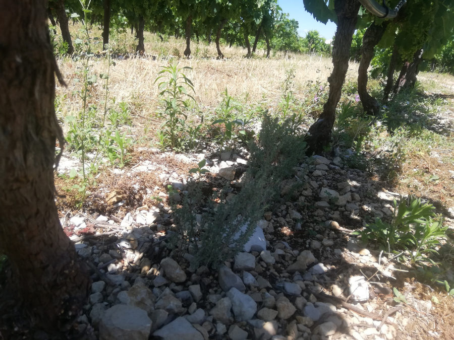 Wine Tour Domaine vignoble innovant en Occitanie