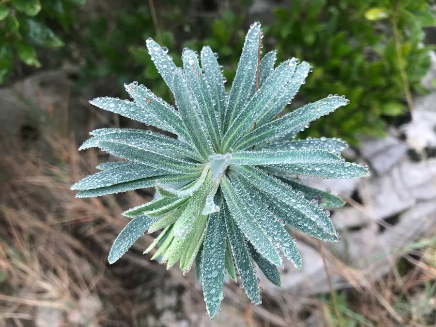 mont saint baudille randonnées autour de montpellier