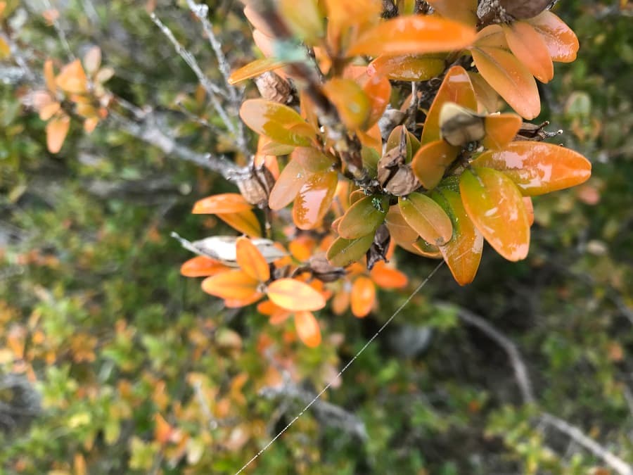 mont saint baudille randonnée balisée près de montpellier