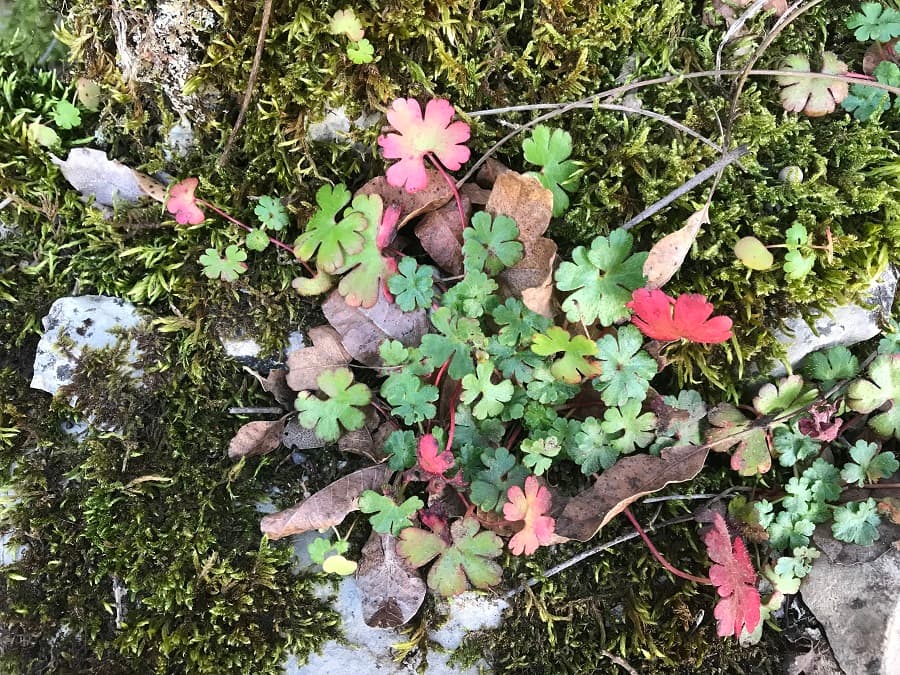 randonnée garrigue montpellier