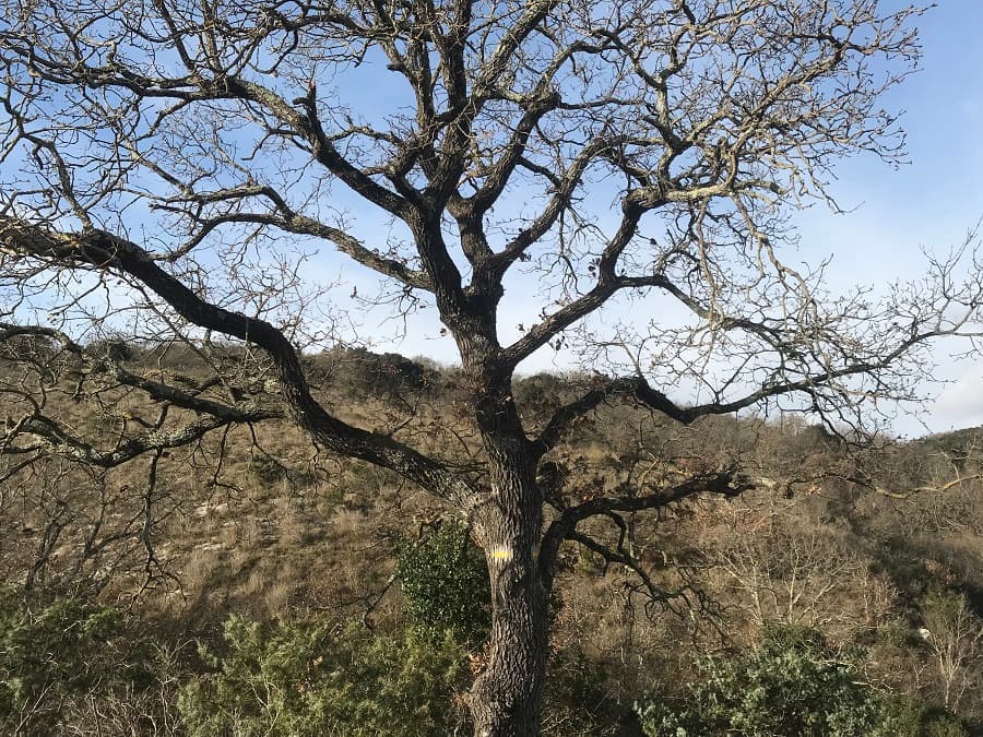 balade ravins des arcs randonnée familiale arrière pays montpellier