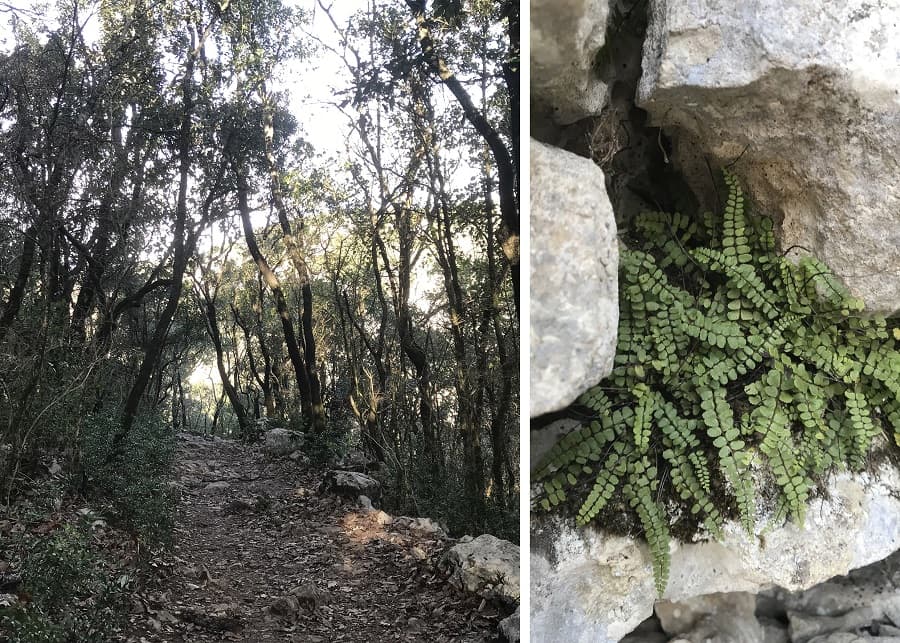 balade ravins des arcs circuit de randonnée près de montpellier